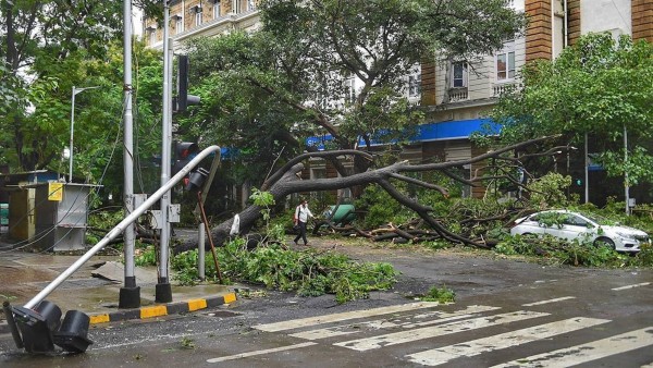 Nessuna responsabilit dell'Ente custode della strada per la caduta dell'albero a causa di nubifragio.