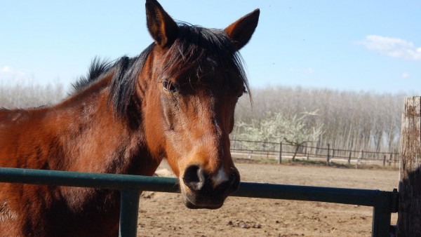 Equitazione e Covid19: entro quali limiti ci si pu prendere cura del proprio cavallo