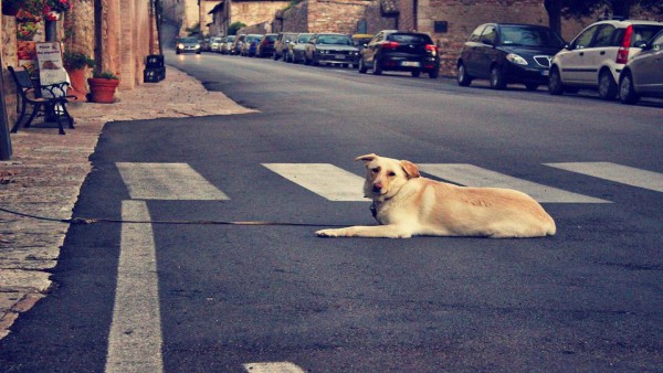 Nessun concorso di colpa se l'incidente  causato da un cane sbucato all'improvviso in strada
