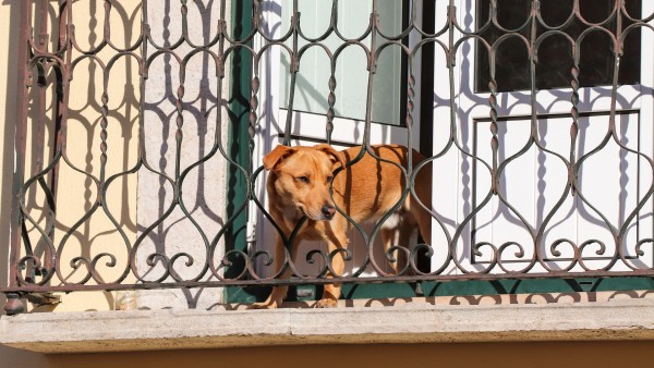Lesioni colpose causate da un cane: obbligo di custodia e controllo del proprietario.