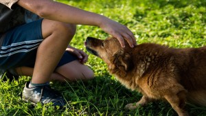 Risarcimento danni da perdita di animale.