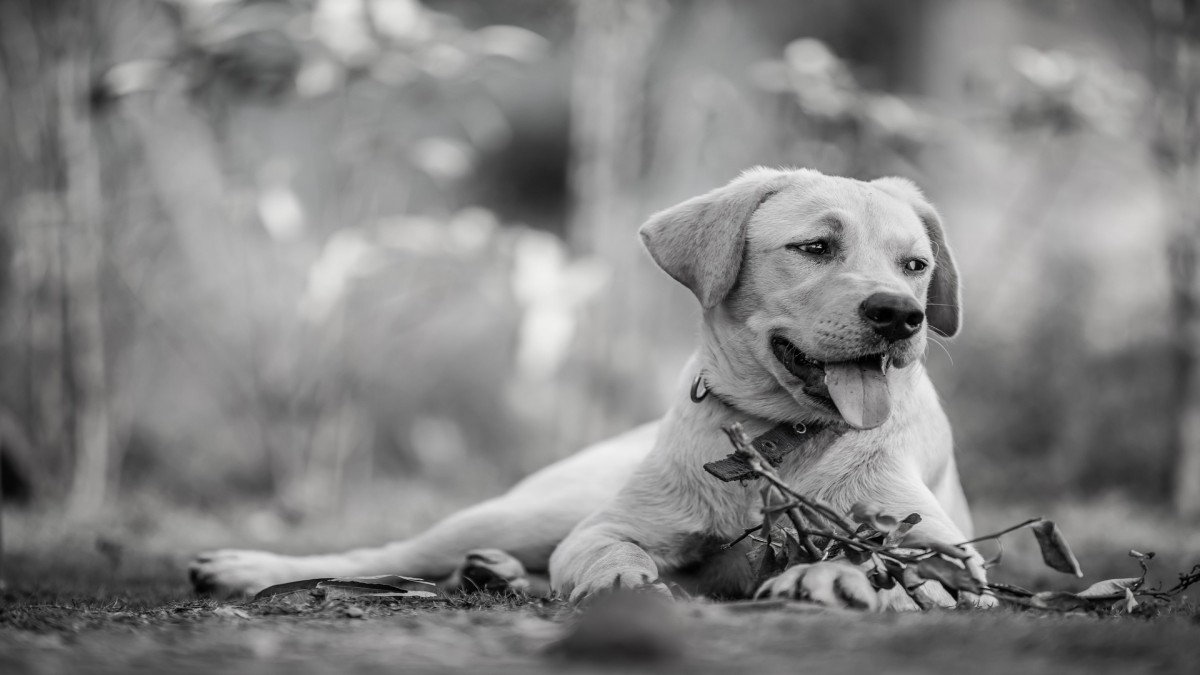 Abbandono di animali: natura e presupposti del reato