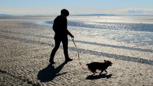 Accesso degli animali in spiaggia: normativa e giurisprudenza amministrativa