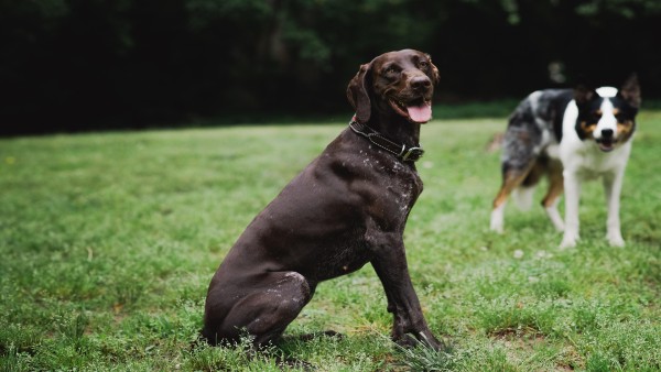 Zuffa tra cani: l'onere della prova