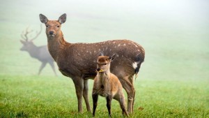 Danni causati dalla fauna selvatica: normativa ed ente responsabile