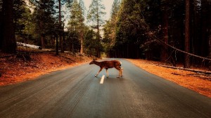 Impatto tra veicolo e animale selvatico: e’ la Regione l’ente da chiamare in giudizio