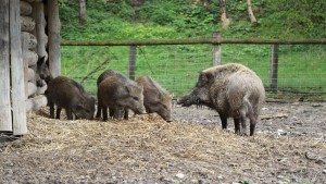 Aggressione da cinghiale in area privata: quale ente responsabile?