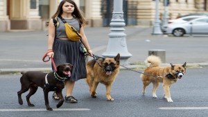 Il dovere di vigilanza del padrone del cane affidato alla custodia di un terzo