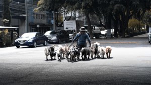 Dog-sitter aggredito dal cane che accudisce: la responsabilità del proprietario