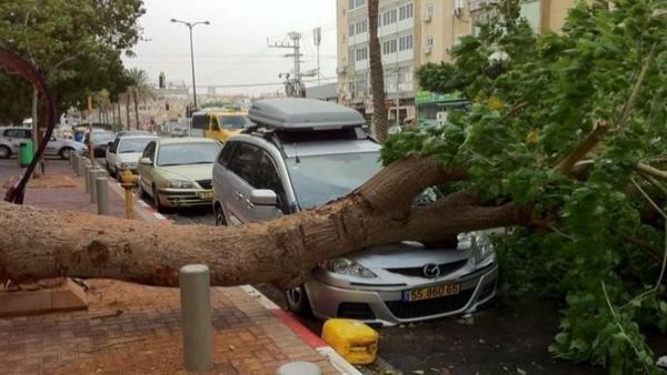 Cassazione: albero cade su un auto? La colpa  anche dell'Ente proprietario della strada