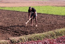 Usucapione: la coltivazione del terreno non basta a provare l’animus possidenti