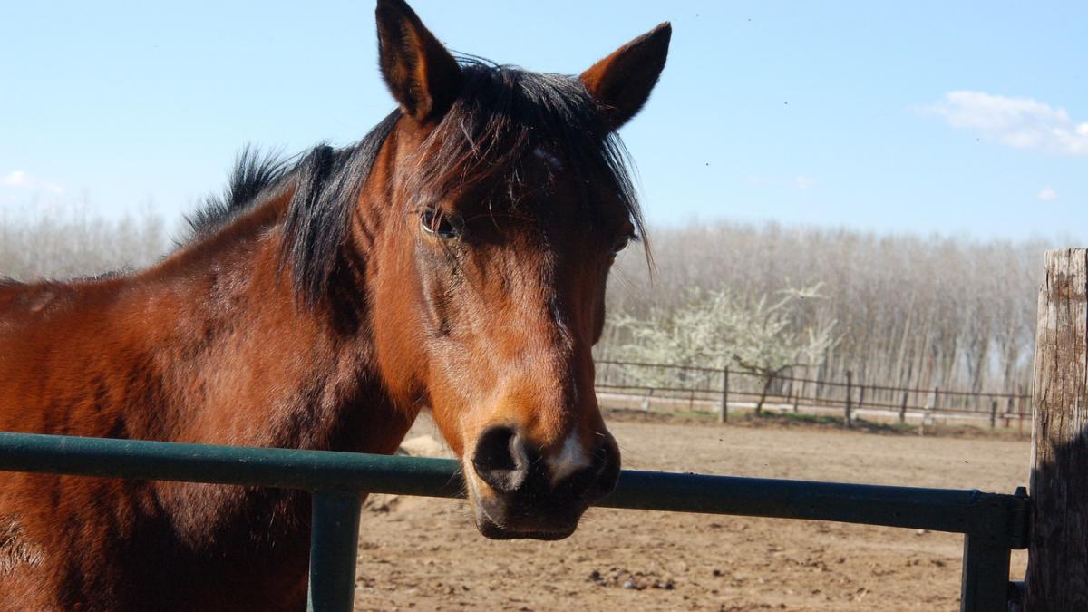 Equitazione e Covid–19: entro quali limiti ci si può prendere cura del proprio cavallo