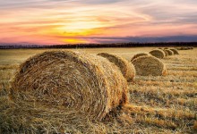 Coltivazioni con ogm: s al sequestro solo se c' grave rischio